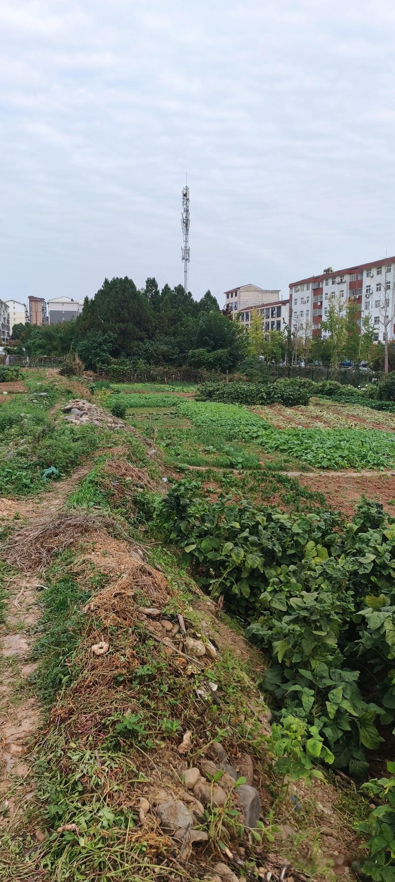 《城市边上的小菜园，藏着平淡烟火》
高楼旁边还有一方菜地，一畦畦绿意，守着寻常日