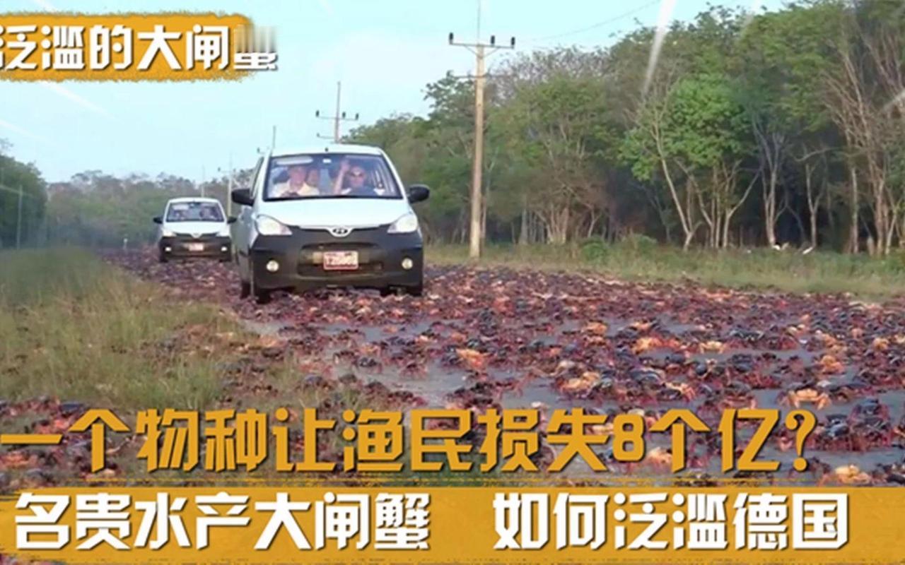 大闸蟹为何会在欧美泛滥成灾

当德国渔民的渔网里捞上来的不是鳗鱼而是密密麻麻挥舞