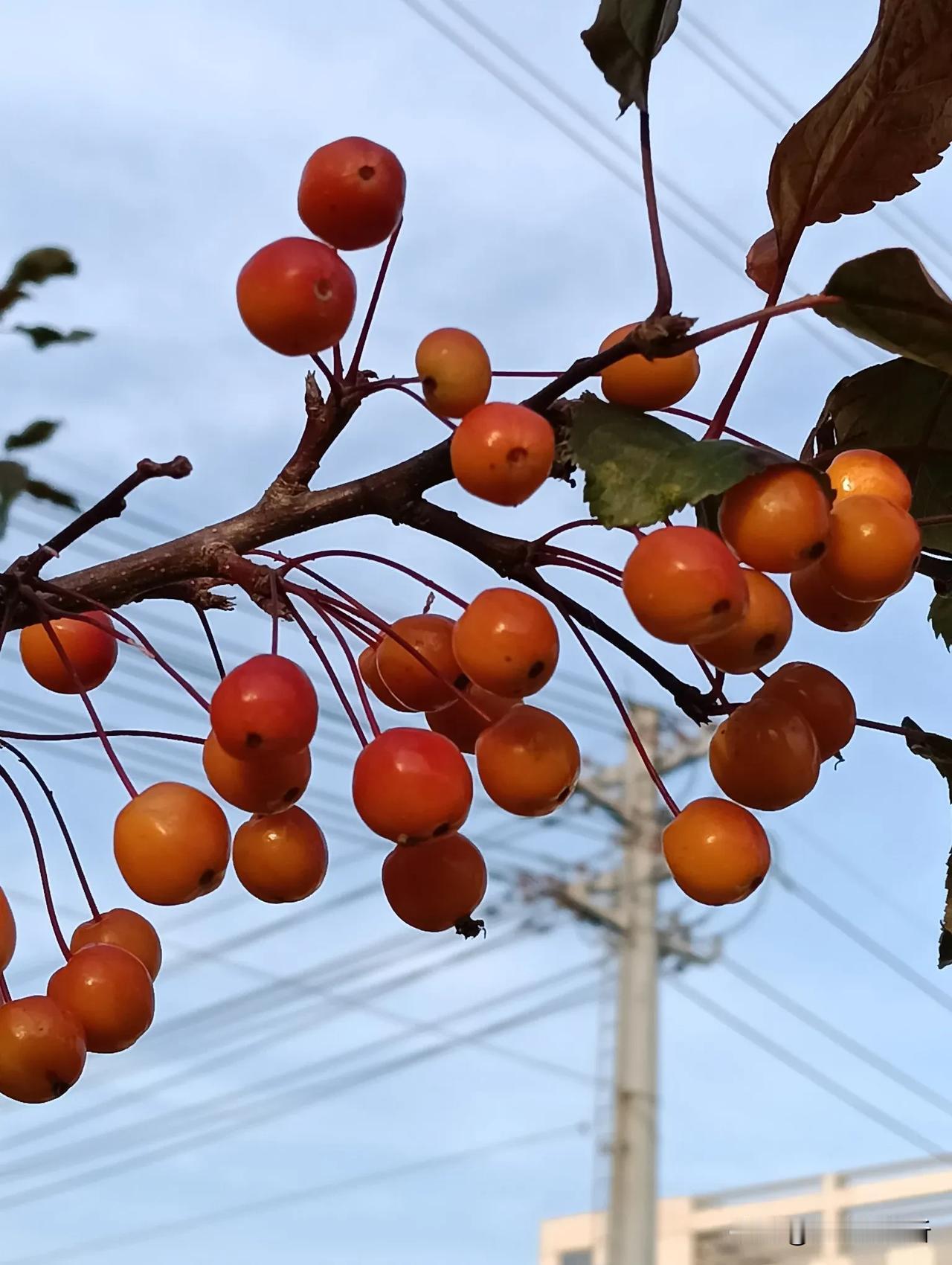 红通通的果子#秋日旅行日记##秋
日随记# #秋景生活随拍#