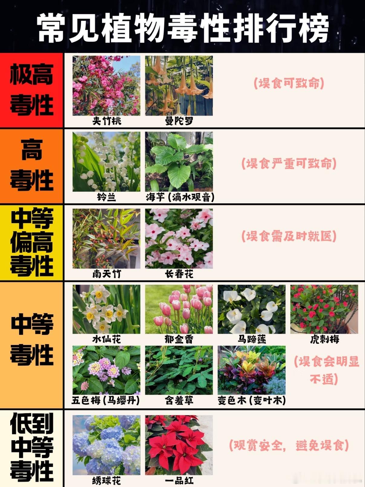 女生嘴含夹竹桃拍照中毒过敏路边有不少常见绿植都是带毒的，比如图里这些，远观即可，