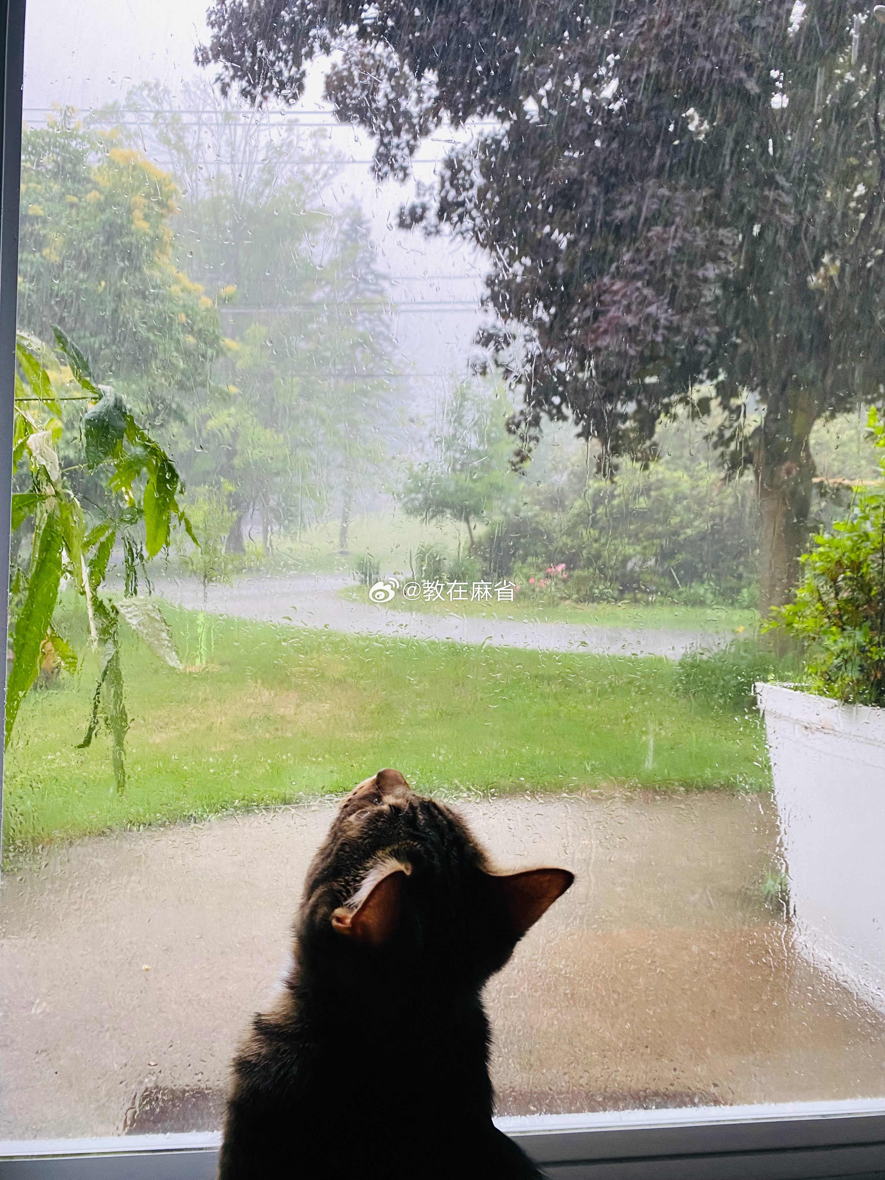 快一周了，每天都是上午晴空万里、骄阳似火，下午瓢泼大雨、下得天昏地暗。 好处是不