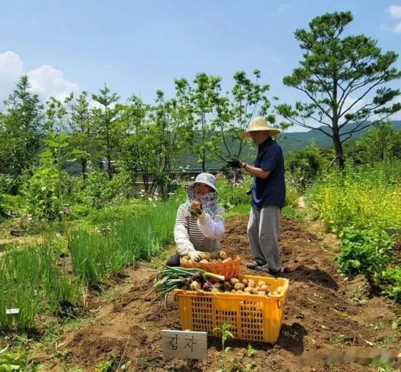 摆脱“总统魔咒”！文在寅退休后化身老农民：顶着太阳挖土豆，还养起了土鸡

来源: