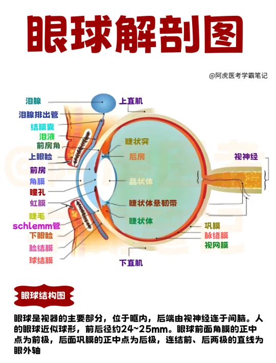 医学生笔记📒：眼球解剖图👆