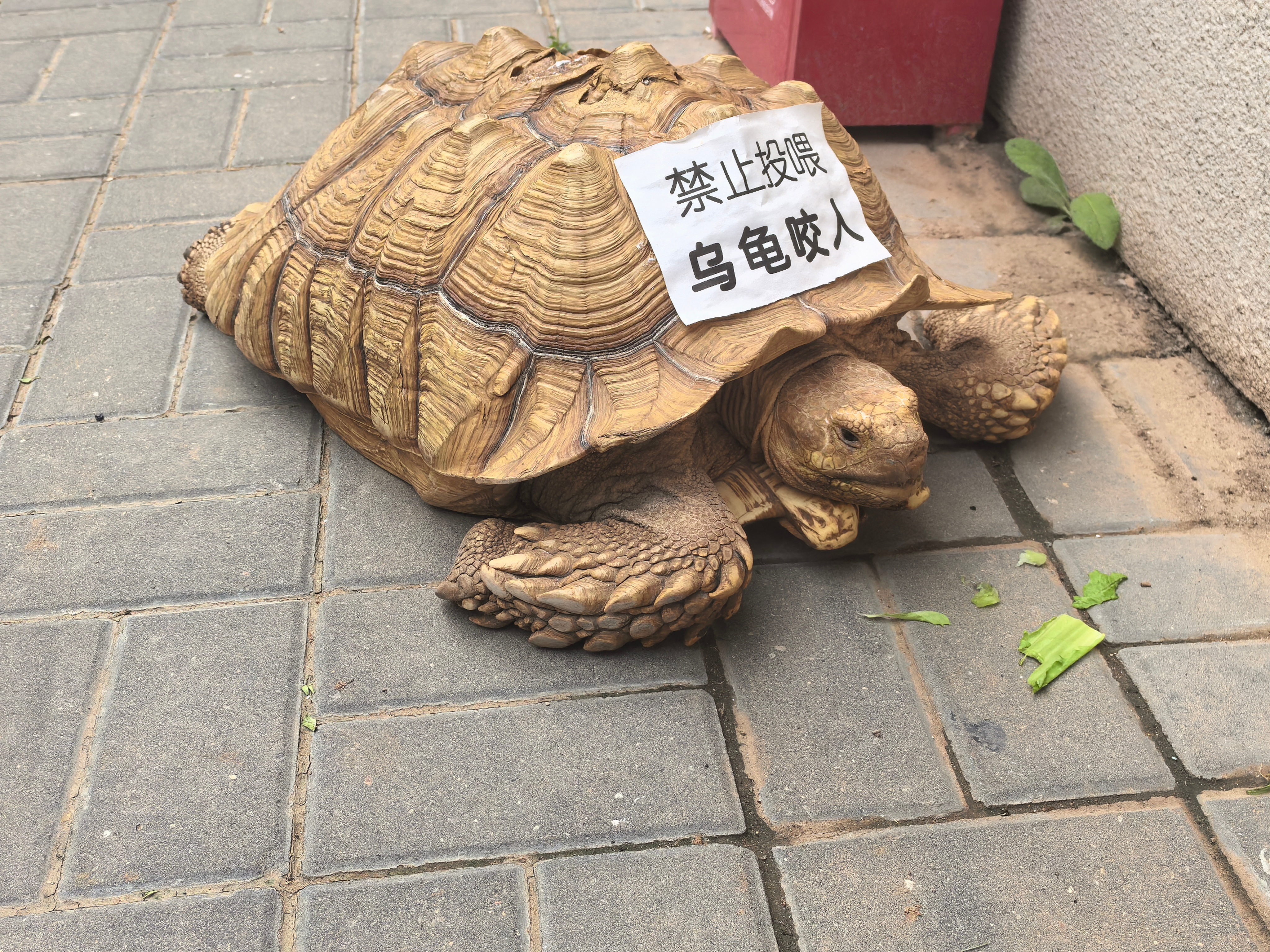 讲个让你们破防的事……介绍这个龟30多了你可能毫无波澜。但是你说这个龟是个90后