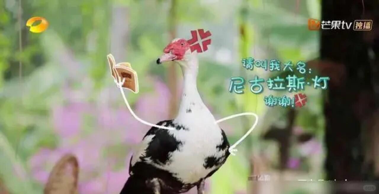 黄磊问张子枫：“你知道彩灯走了吗？”张子枫先是一脸吃惊，脱口而出：“彩灯走了吗？