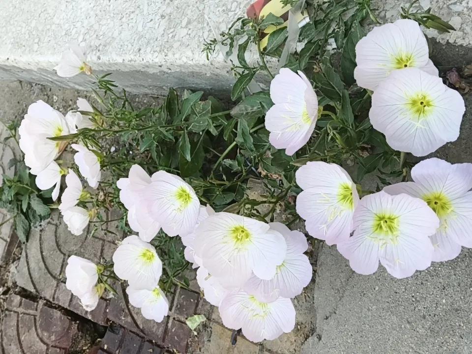 刻意种在花盆里，干枯了，
随风掉在石缝里，开花了。