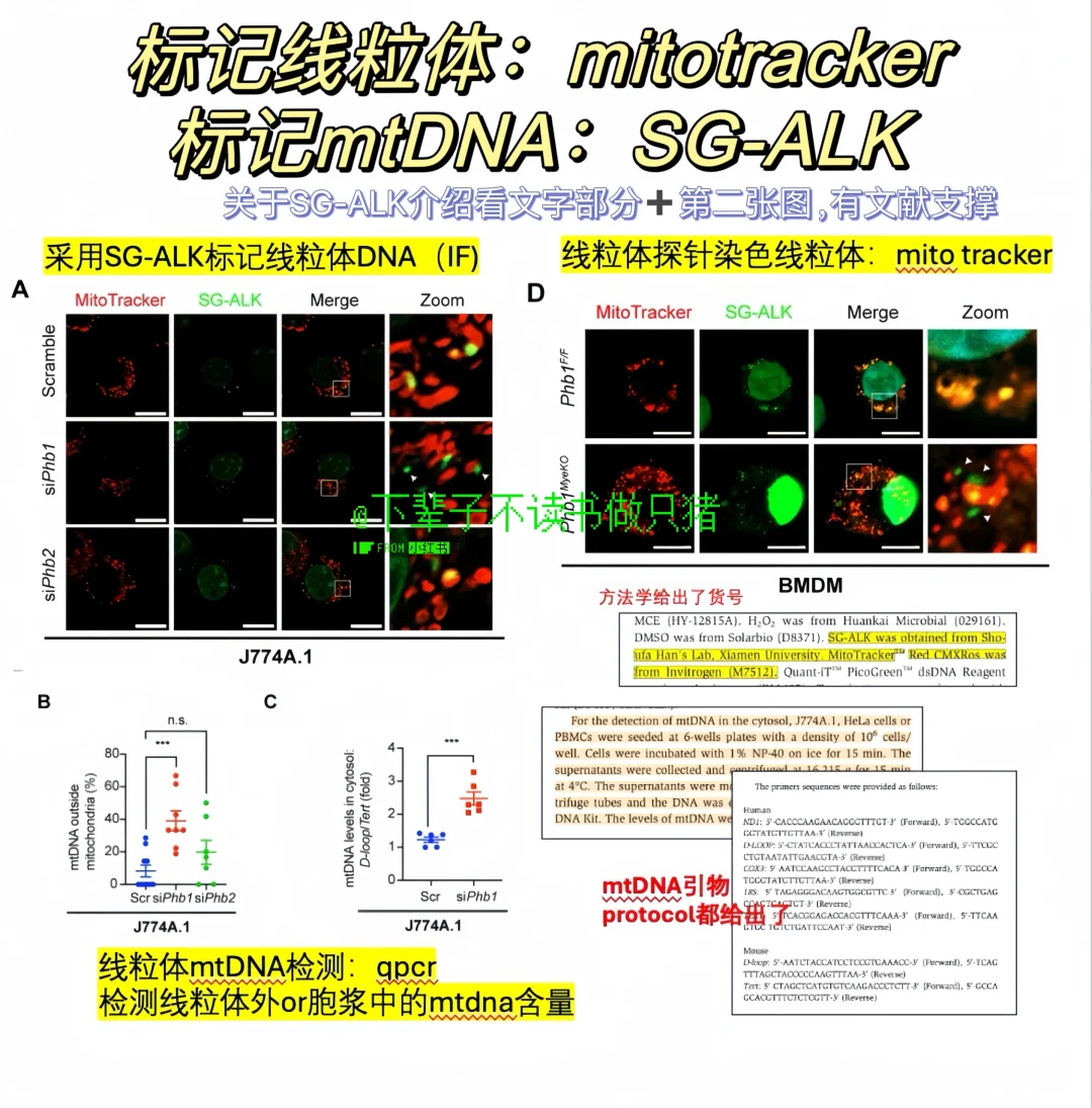汇总了下多篇文章中检测线粒体mtDNA的方法