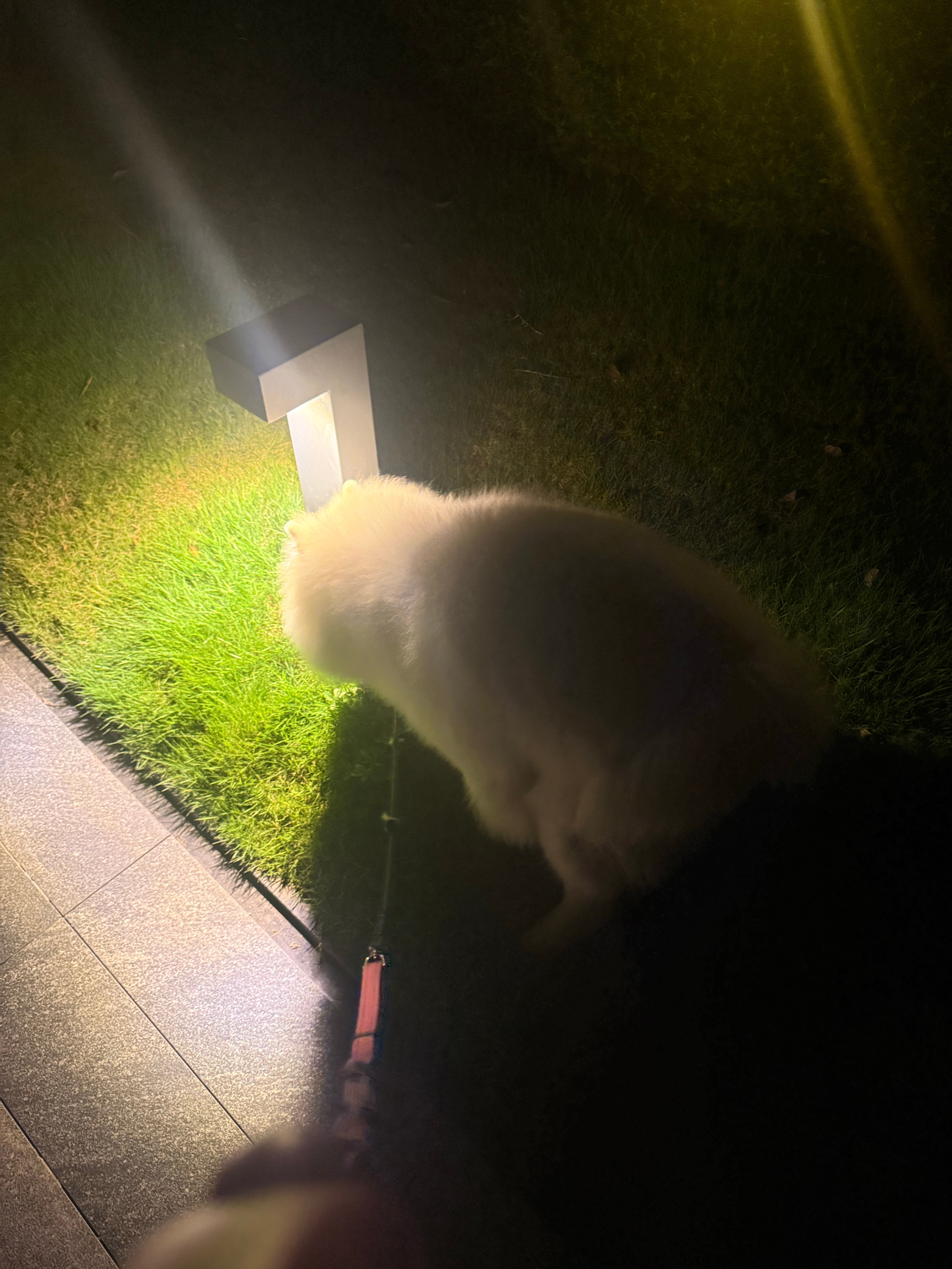 最尊重鬼神之猪（并非胆小） ​​​