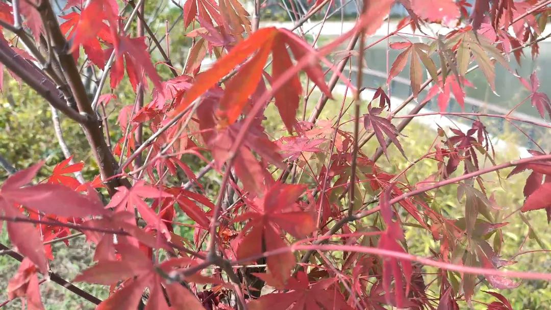 #一张照片，记录秋天的色彩斑斓#