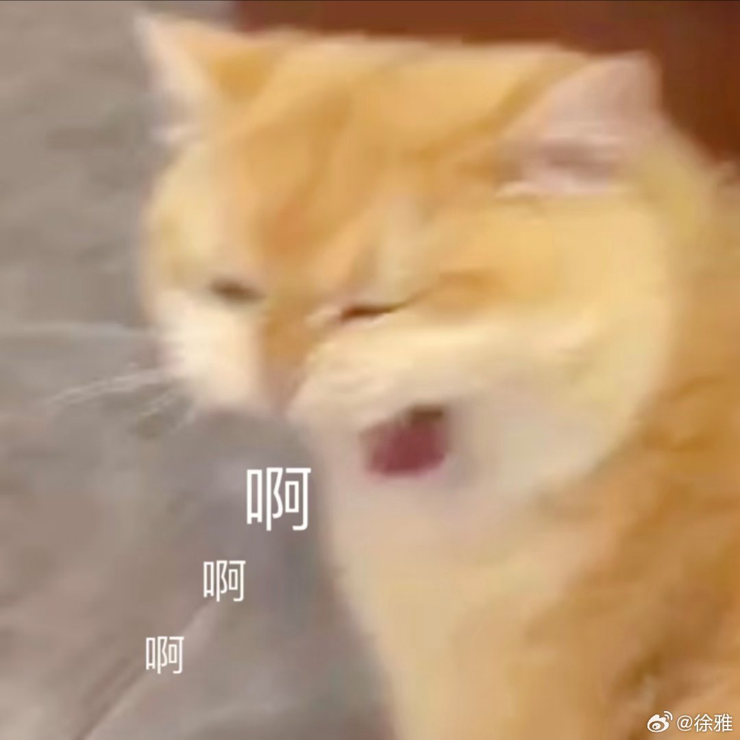 猫咪表情包。 