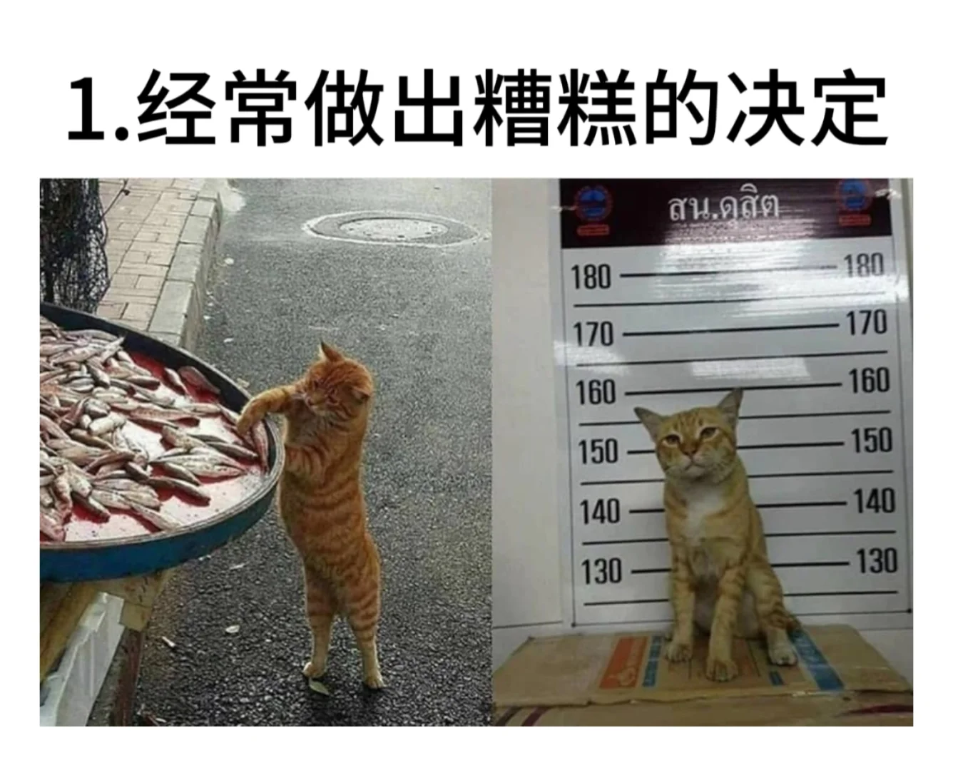 关于你更适合当猫的九条证据