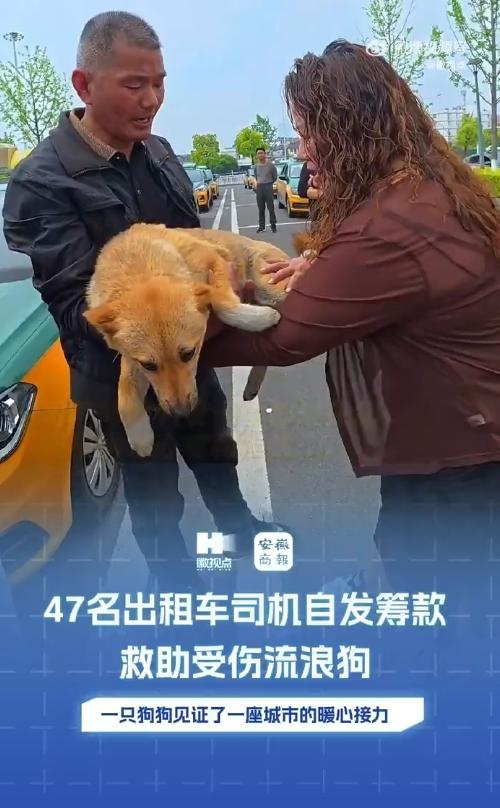 流浪狗被撞得腿骨错位，趴在地上哼唧——换作是你，会多看一眼吗？
 
近日，安徽高