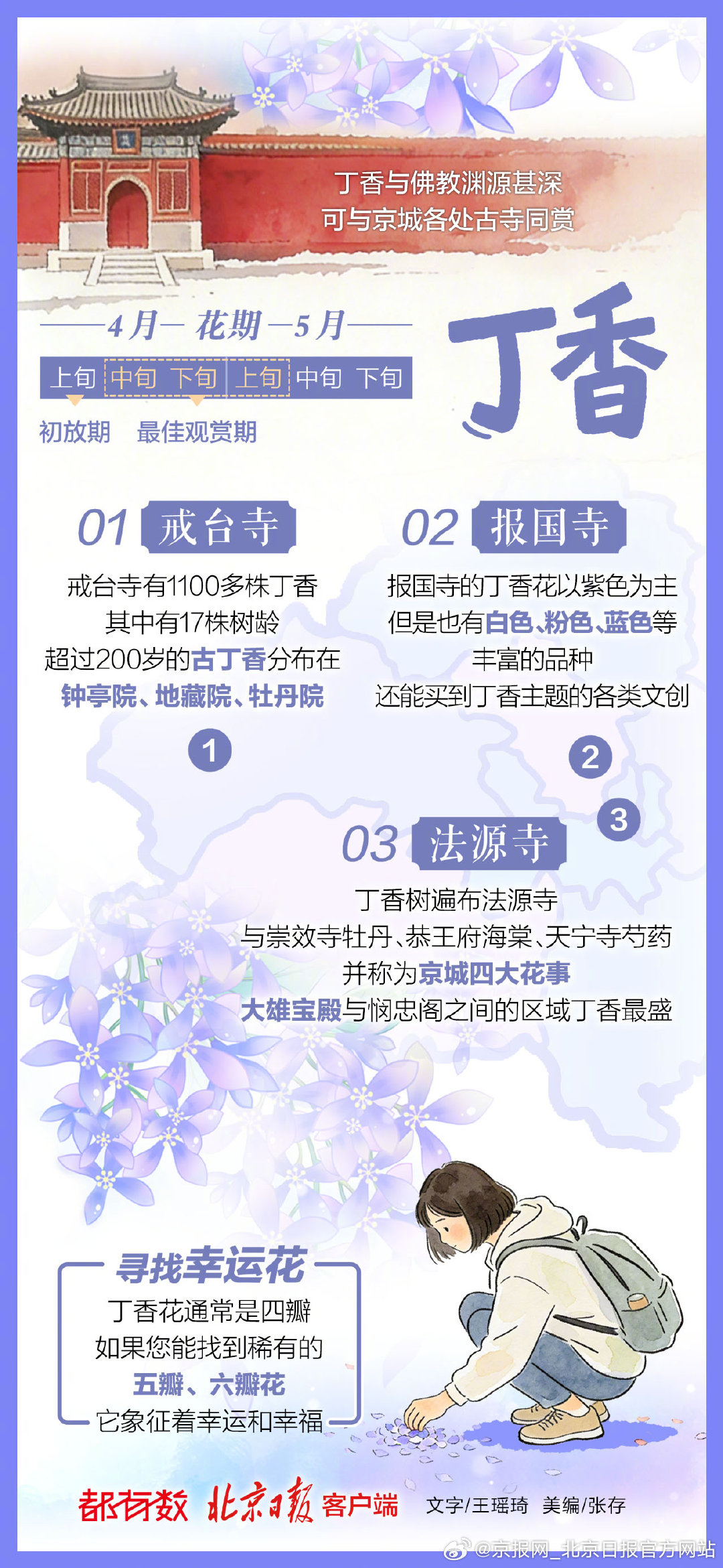 【#北京多彩春花地图#④｜#北京紫色花海要来了#】告别了早春的鹅黄与浅粉，北京迎