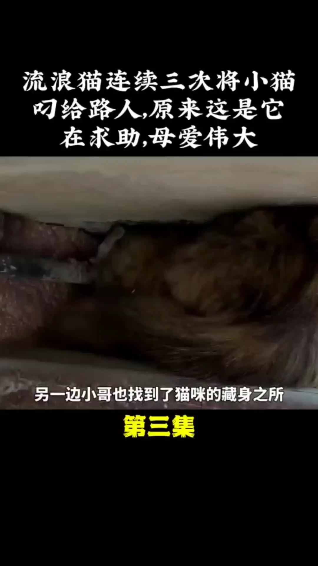 内容启发搜索 动物世界 动物的迷惑行为