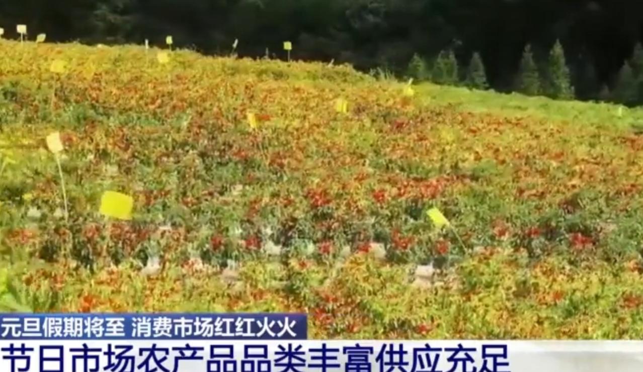 元旦的脚步越来越近，2026马年的喜庆也让消费市场提前热了起来。山坡上的农产品种