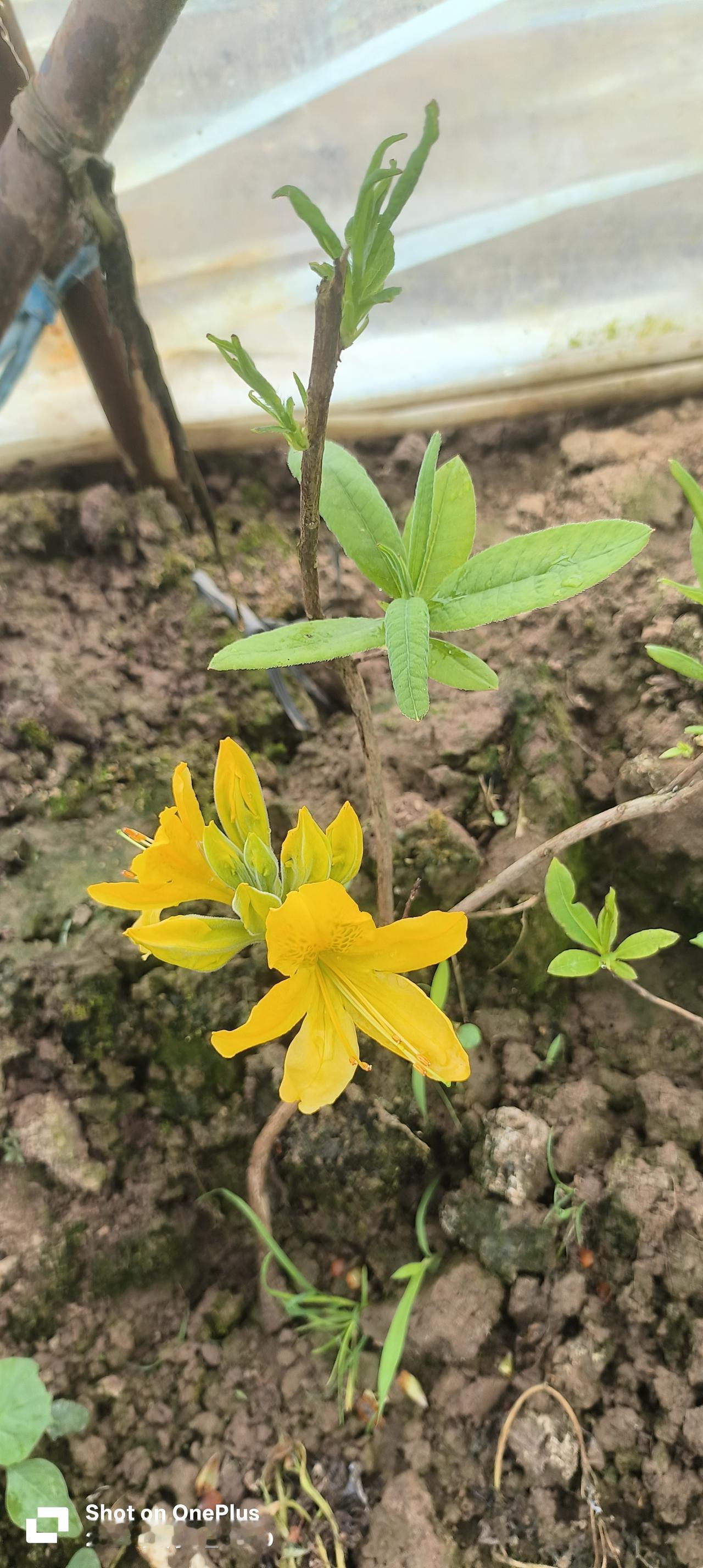 zhú），也叫黄杜鹃、闹羊花，是杜鹃花科杜鹃花属的植物。
 

🔍 关键特征与