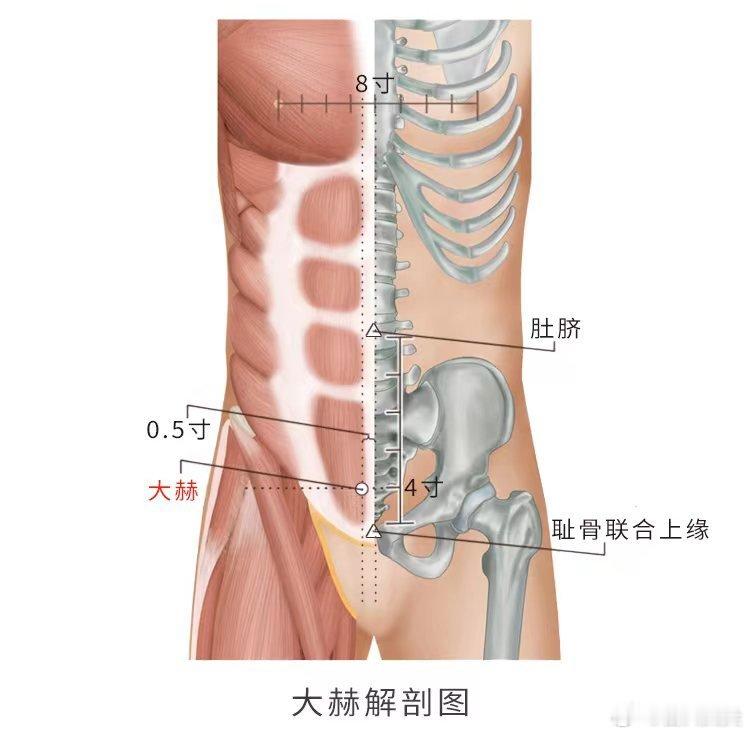  大赫穴精准取穴：在下腹部，脐中下4寸，前正中线旁开0.5寸。功效：补肾固经，调