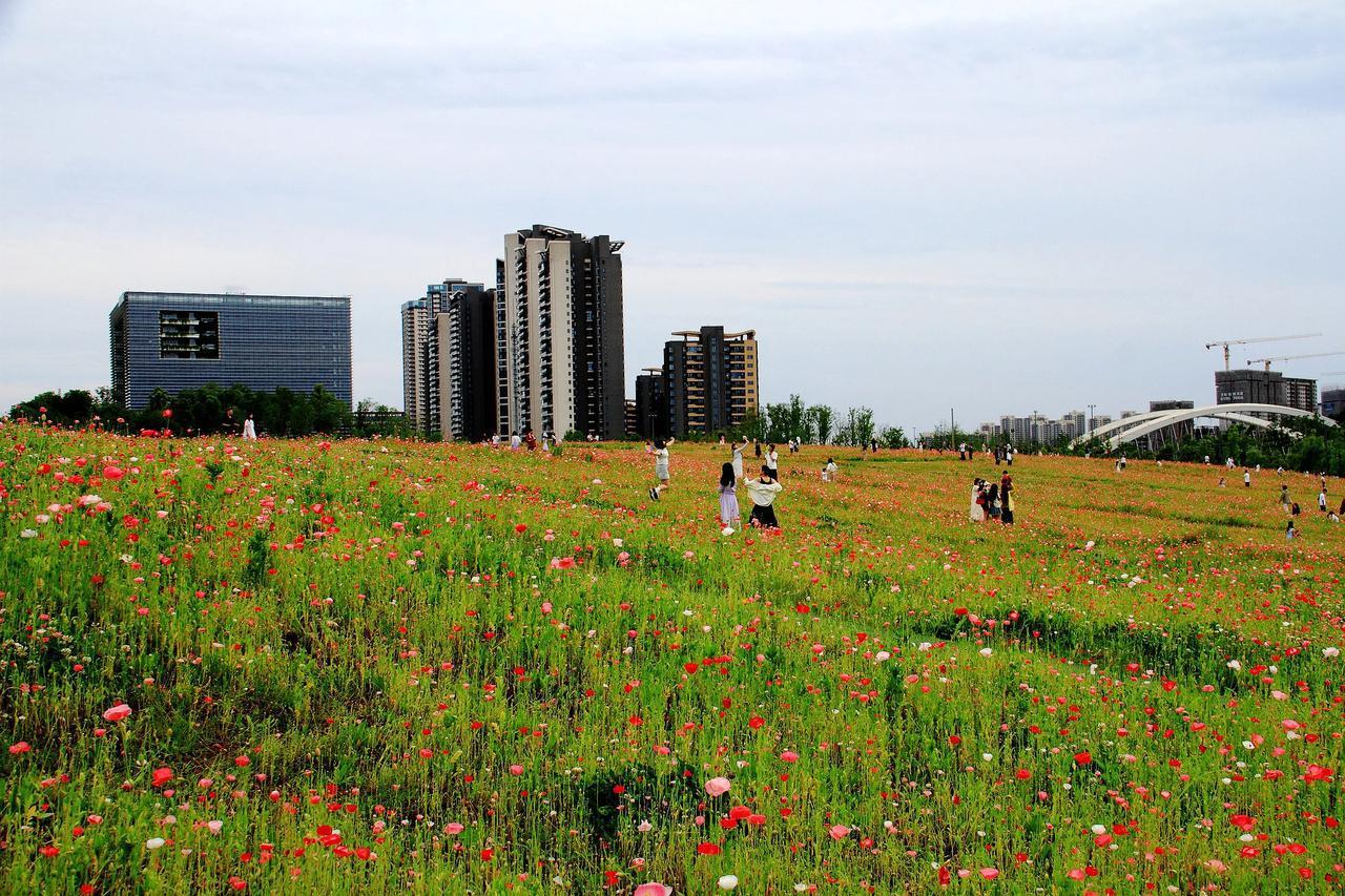 【兴隆湖畔虞美人 立夏时节花盛开】20250507

2025年5月5日，立夏。