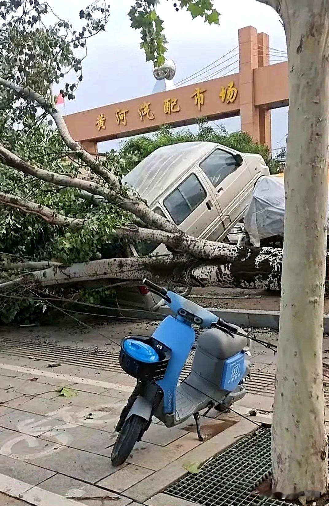 运城的风有多大？

不到半个小时的时间，黄河汽配城门口有一棵种了十几年的大树直接