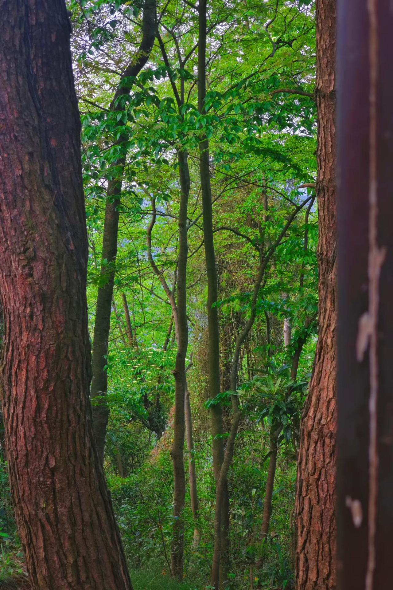 昨天全球股市大涨，很多人海外沉寂在大阳线里面，但可别忘了，今天是黑色星期四，也别