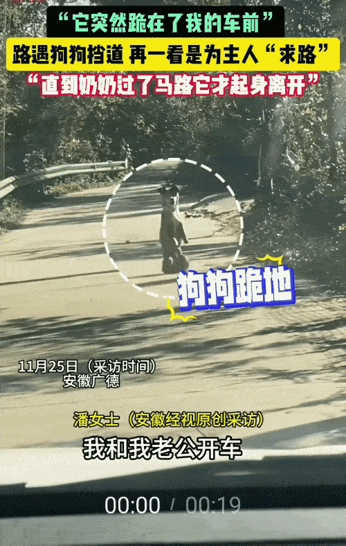 “太有灵性了！”安徽，女子跟老公开车回家，在路上遇见了一只双腿站立行走的狗，女子