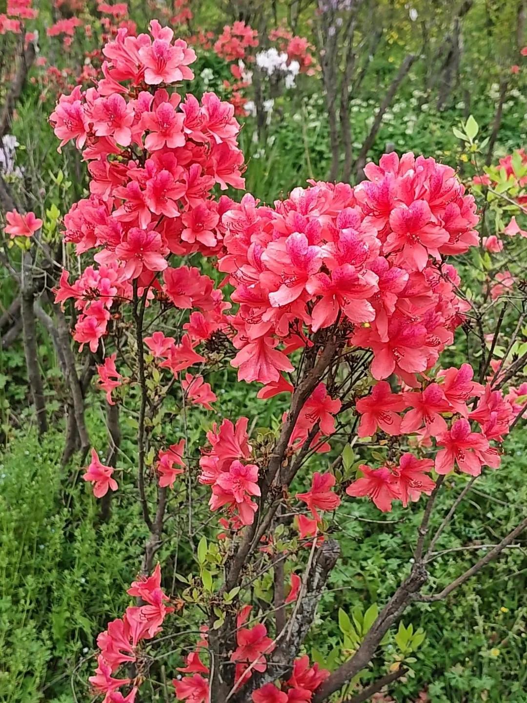 红花独杆 红花续木