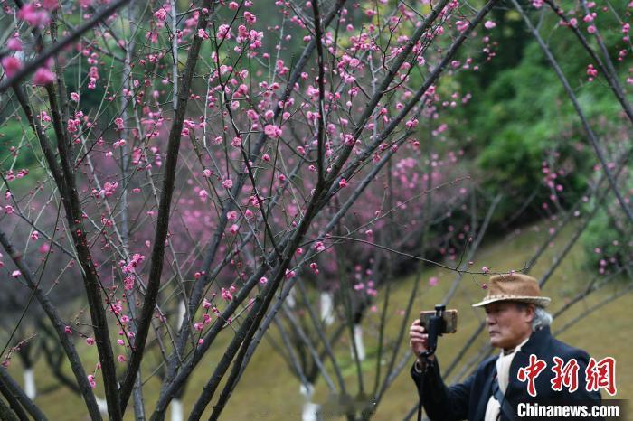 #重庆歌乐山红梅竞相绽放#1月19日，重庆沙坪坝歌乐山红岩景区内大面积的红梅竞相