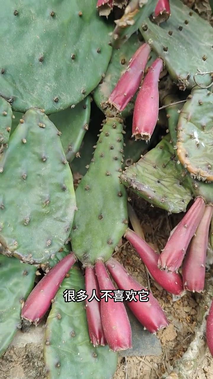 注意看，这就是仙人掌，很多人不懂它。仙人掌在农村房前屋后很常见，它是多年生肉质草