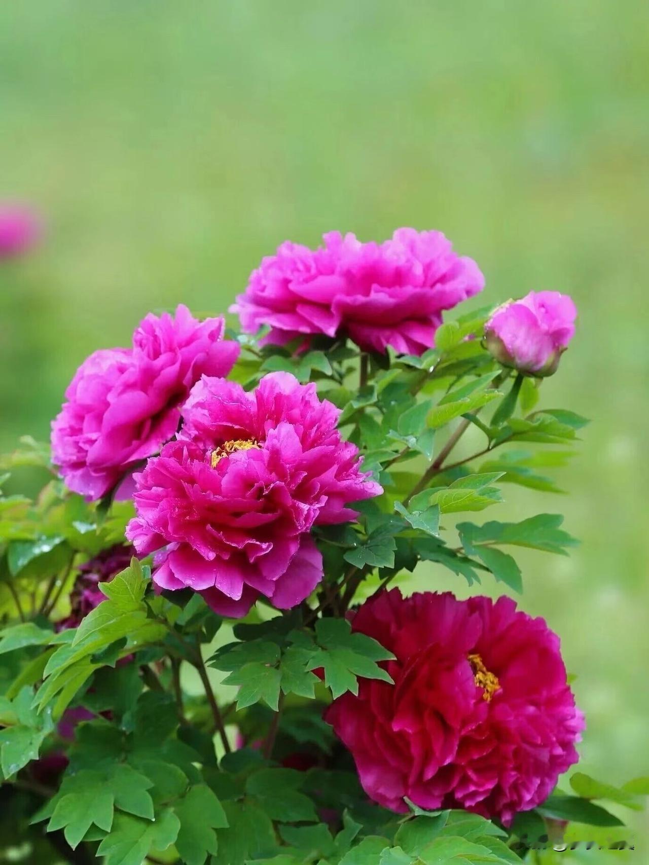 【小对联】
上：优点；
下：……？