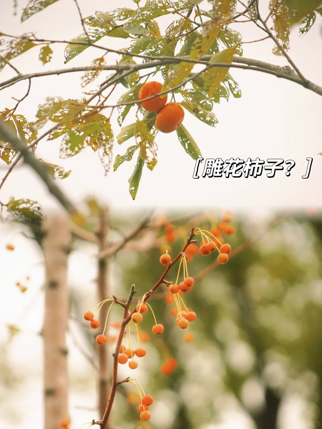 画画人的打卡方式｜来上海植物园画速写吧！