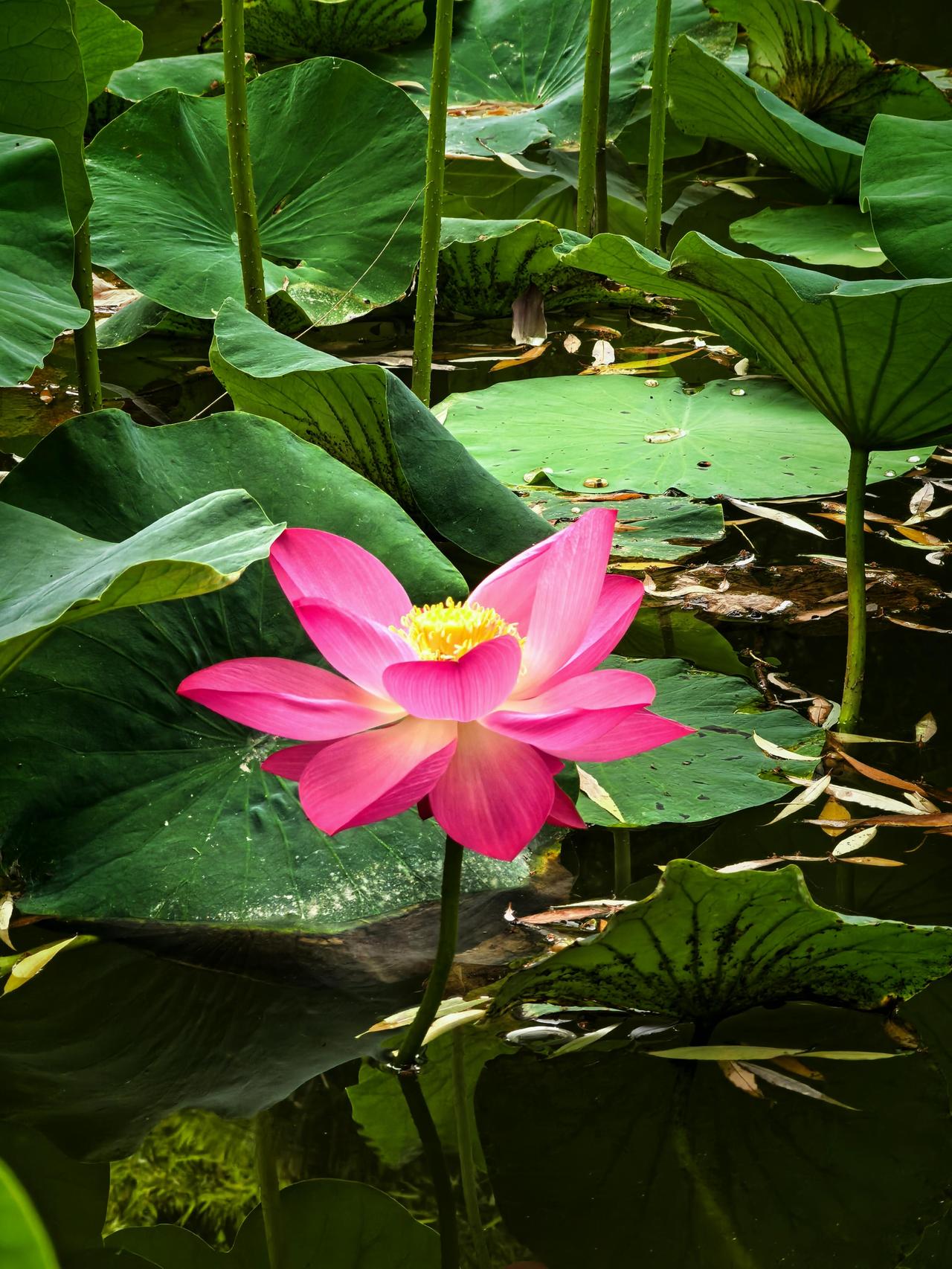 《长安夏日限定：丰庆公园那一池荷，把西安的夏天开成了诗》

六月的西安，暑气还没