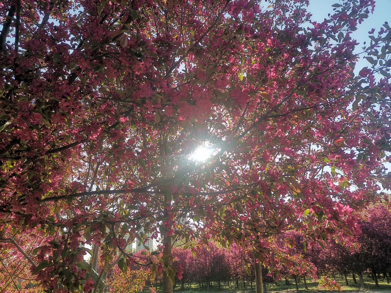 德州市减河东岸，大片海棠花激情绽放！快来赏玩吧，莫辜负了这大好的春光。
    