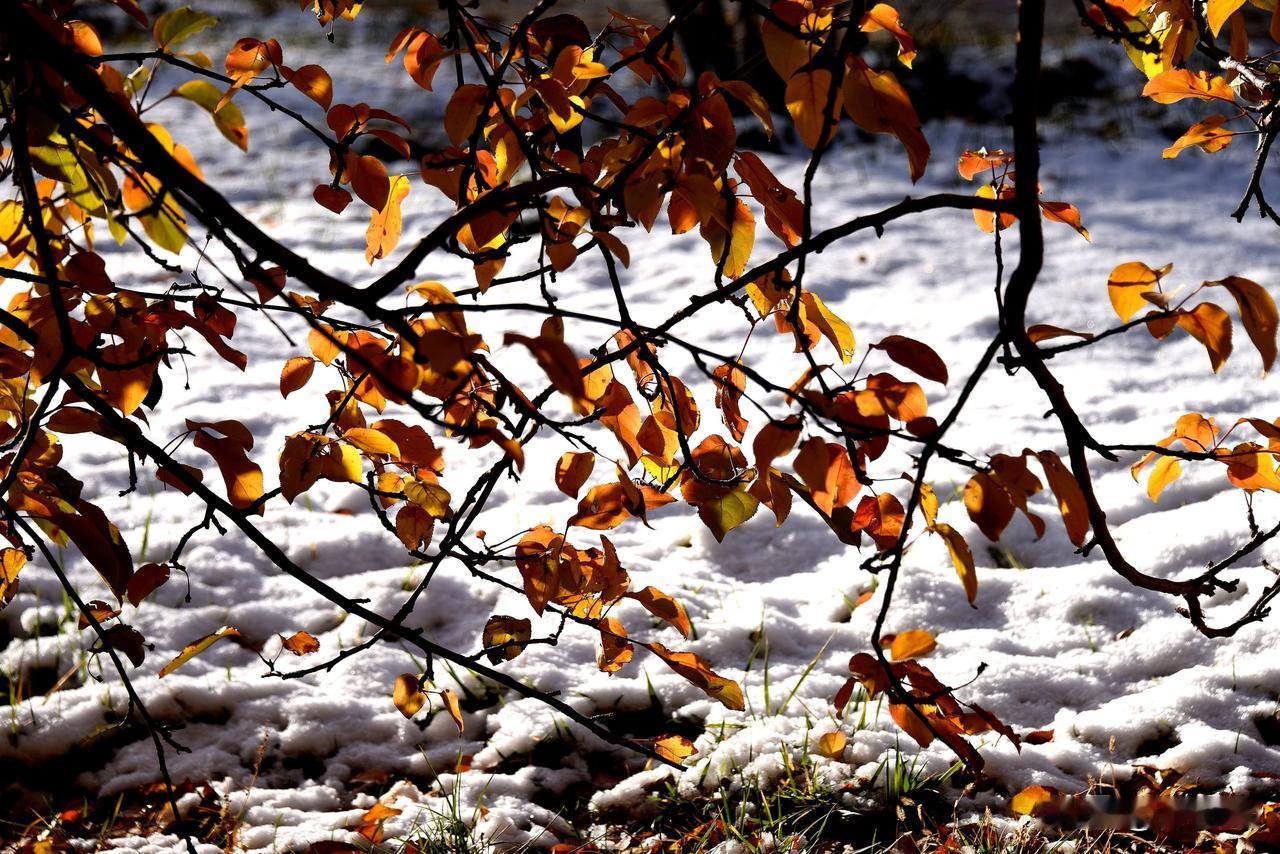 南湖公园四季掠影（十一）
冬季景色：