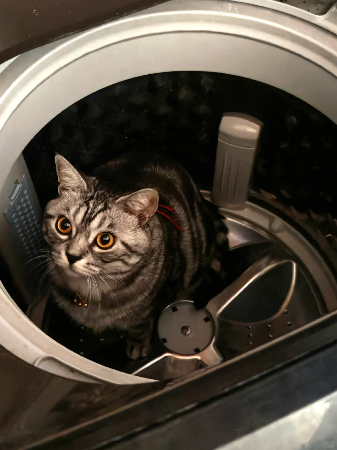 养猫人的血压升高时刻😡