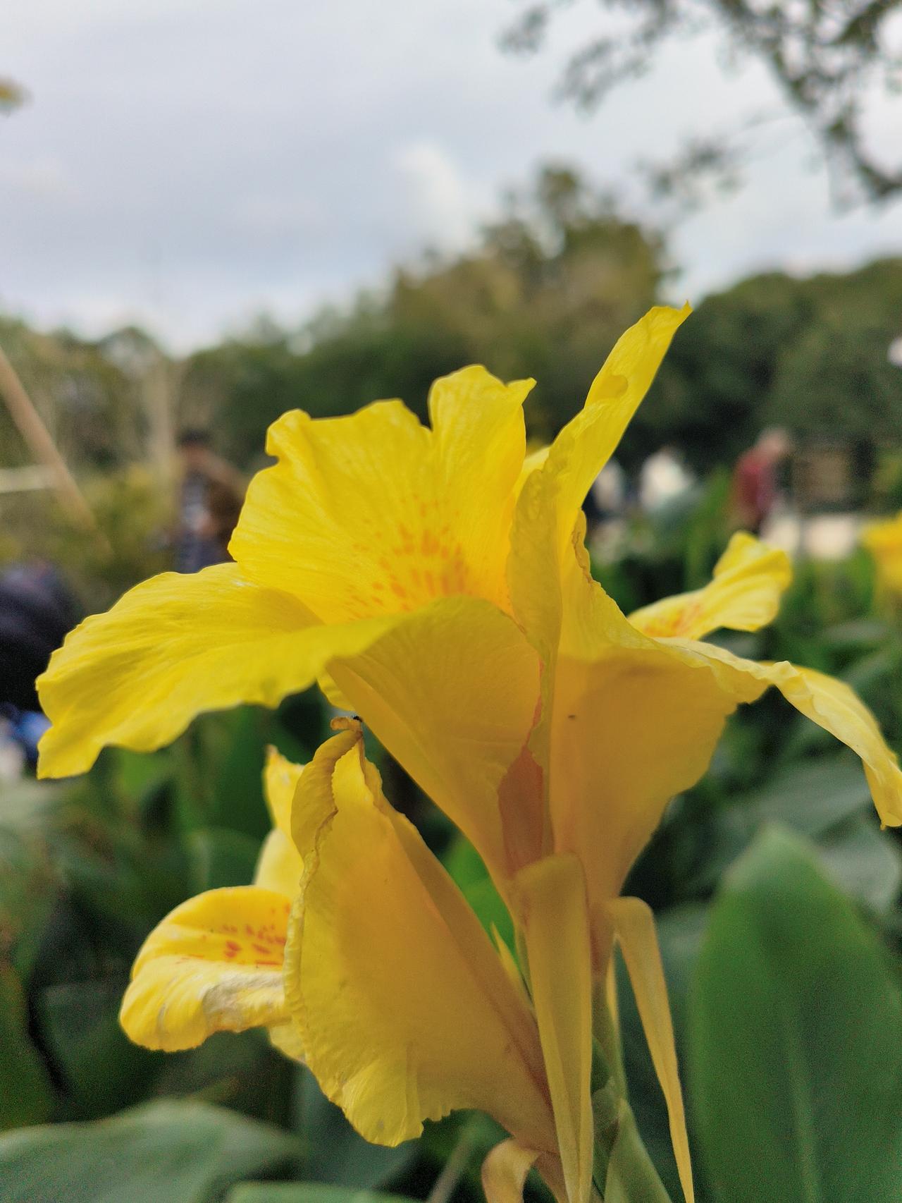 继续分享美丽的菊花，
以前对菊花有误解，
总觉得摆在家里不吉利，
现在随着年龄的