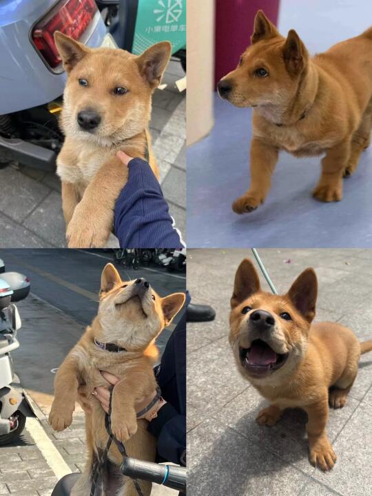 中华田园犬弟弟找家🇩🇪🇨🇦纯正