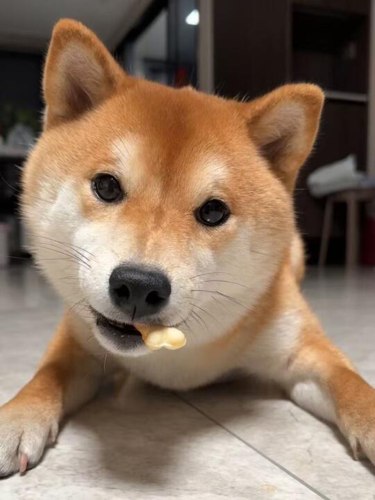 🐶：再看我就吃掉你！