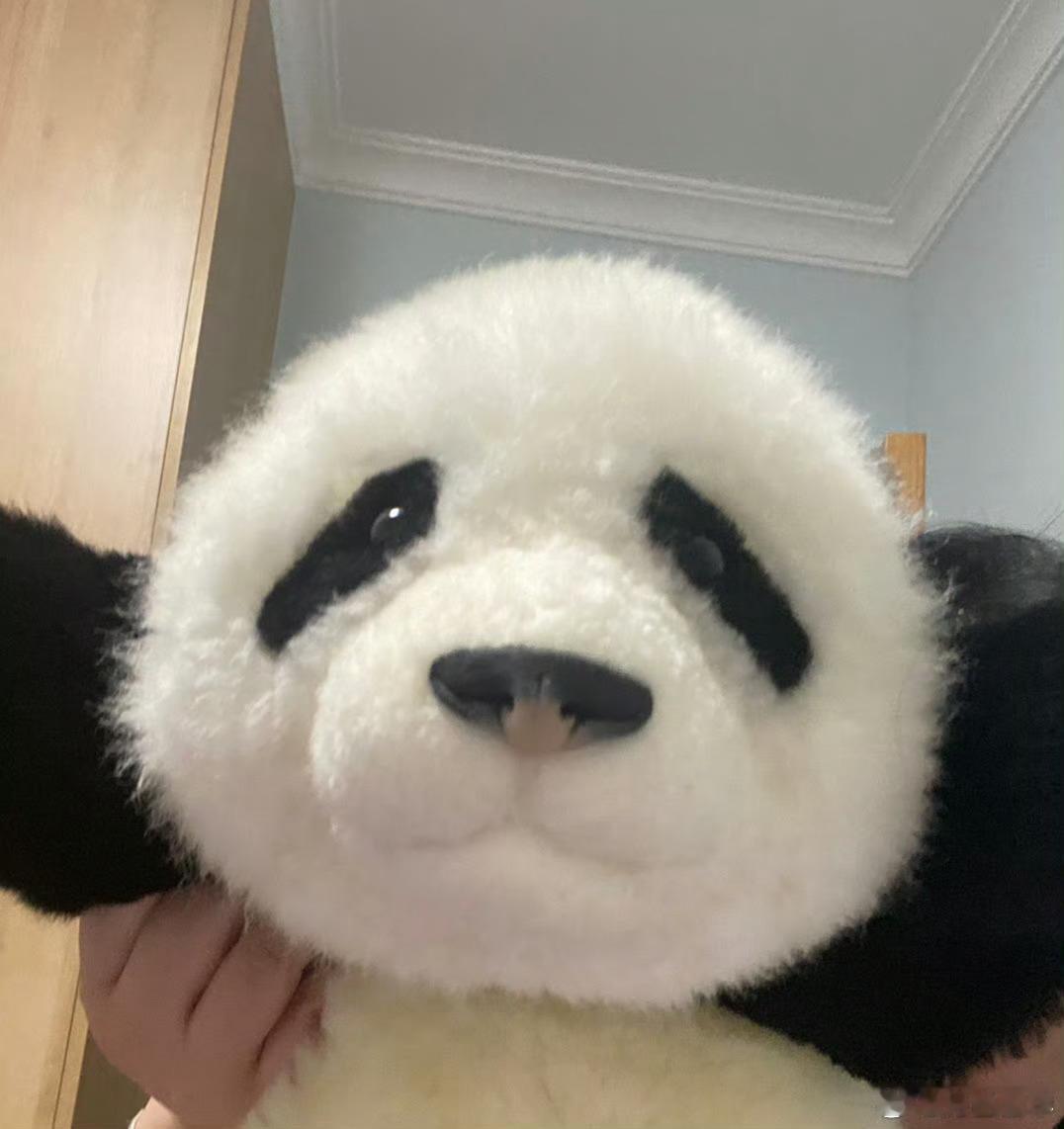 初代萌兰长这样图1，图2是真的萌兰……我的我放黄了……而且这娃不是很上相，实物很