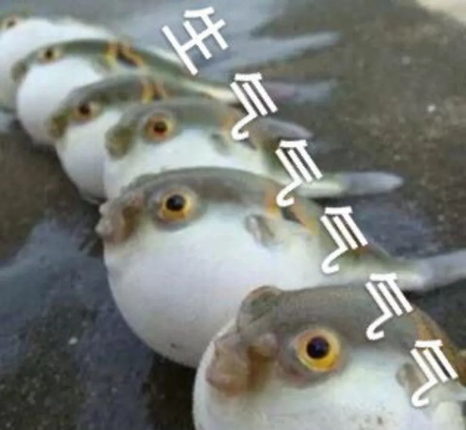 【河豚到底是哪种鱼】大家想必都知道河豚这种鲜美又带剧毒的小生物，但很多人始终搞不