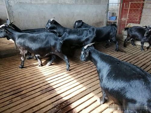 母羊分娩前会有哪些特征?母羊分娩前特征很明显，一眼就能看出来。产前1-2天乳房快