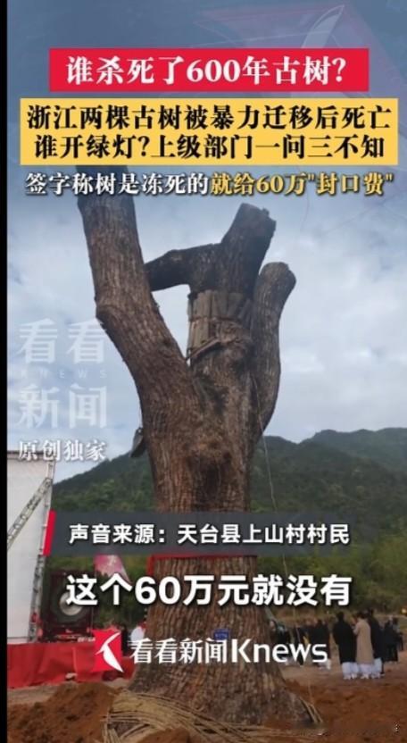 这样年头的古树，应该是文物保护树木，树上应该有告示牌，明确该树木为文物保护单位依