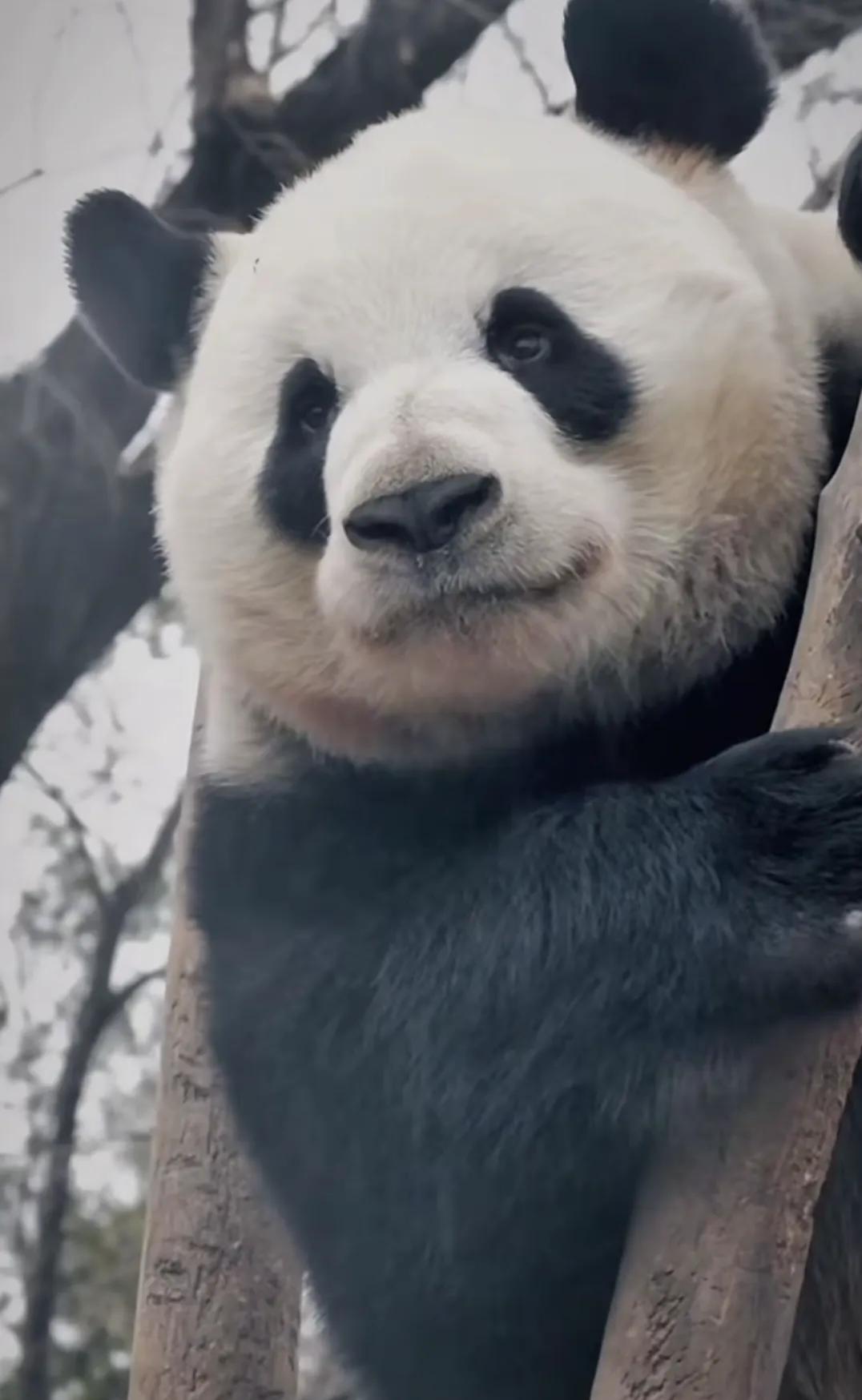 萌兰：看哪只小熊在扮演我？
把萌兰萌宝萌玉三小只放一起，傻傻的分不清啊！都好看，