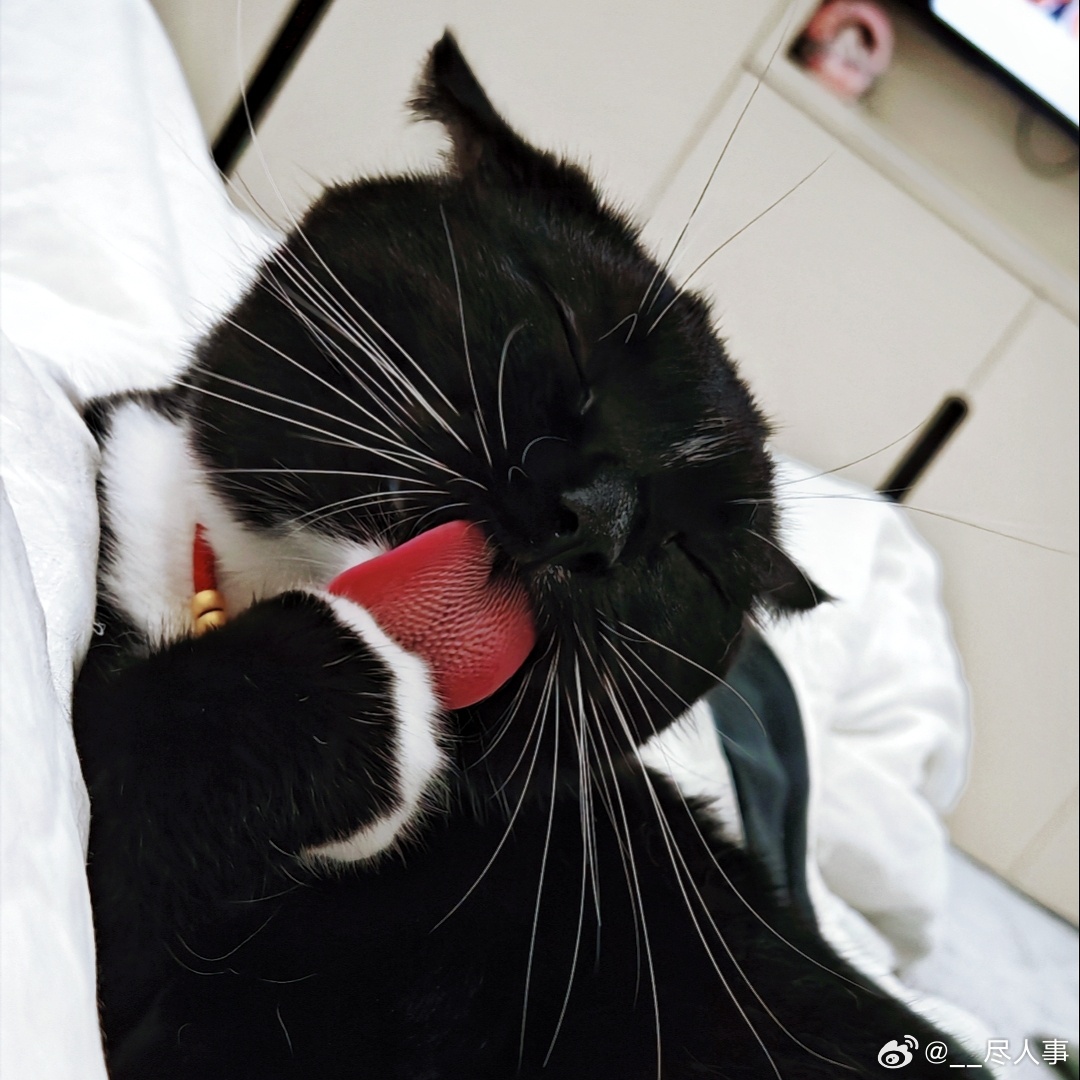 笑死我了专拍小猫丑图 