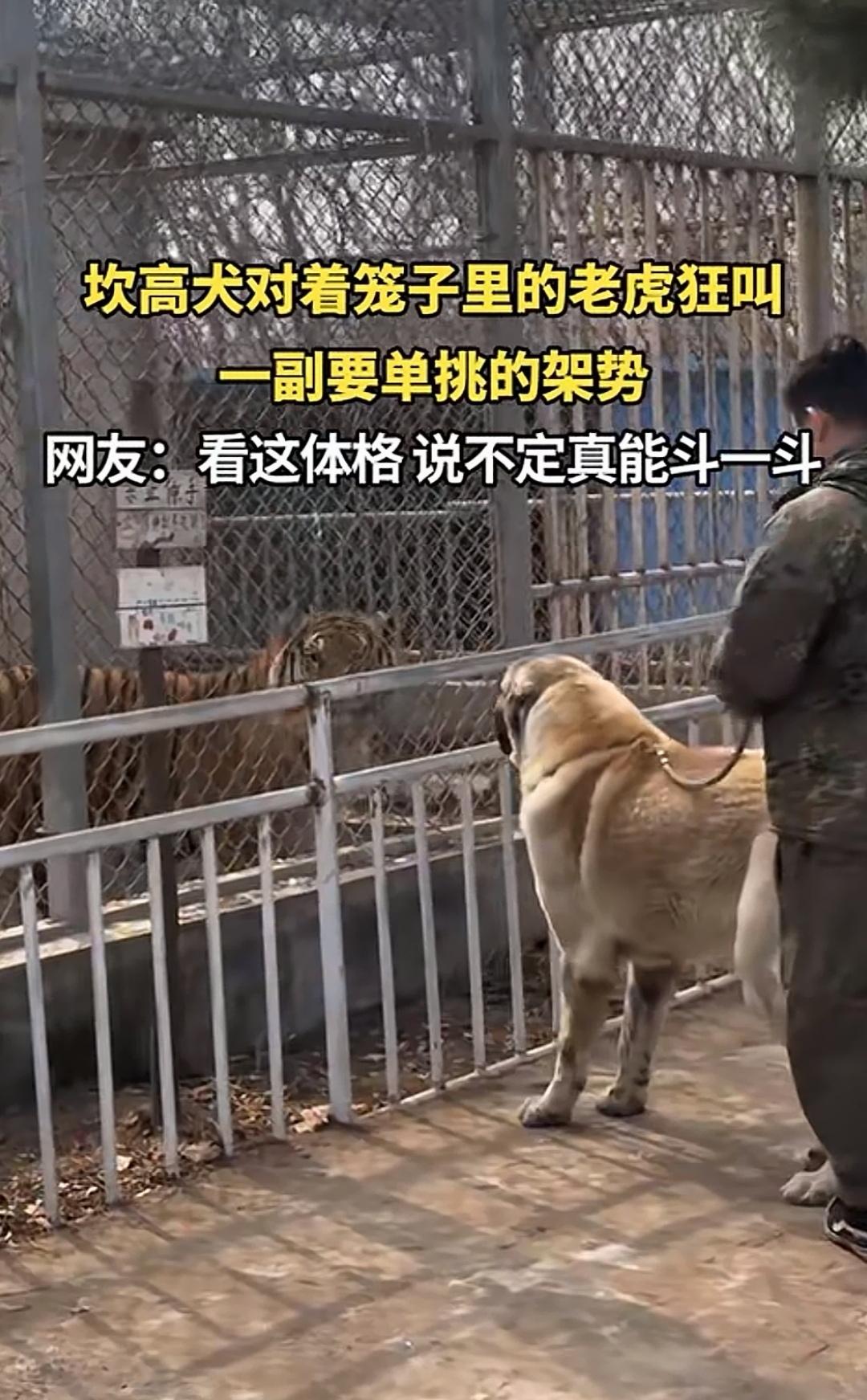 坎高犬对着铁栅栏纹身大猫，一顿输出，不停地狂吠，一个劲的挑衅笼中大猫，仿佛在说：