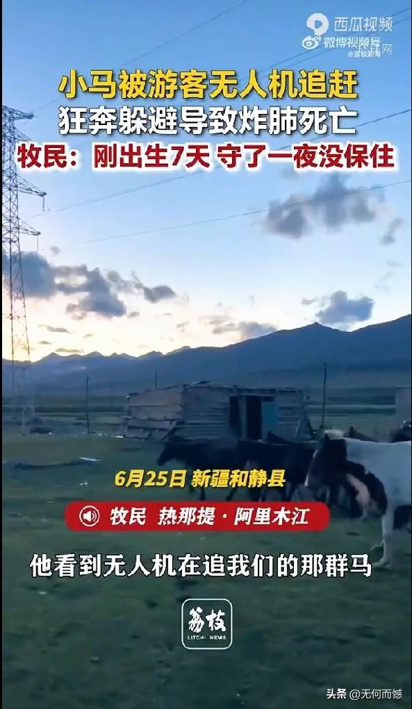 新疆和静县草原上发生一件让人痛心又愤怒的事，牧民家才出生7天的小马驹，被游客操控
