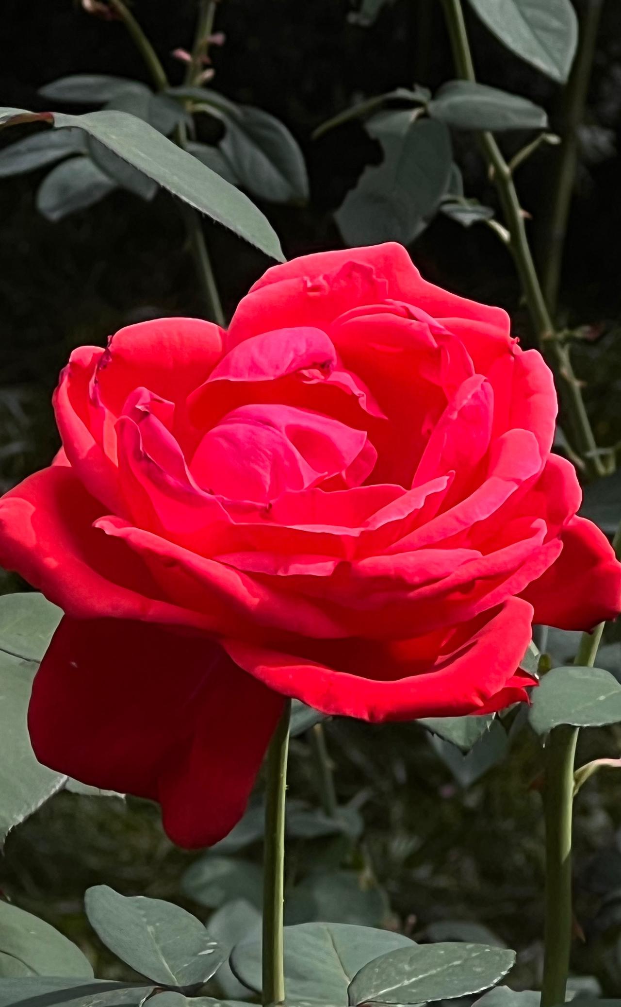 特别的花卉分享