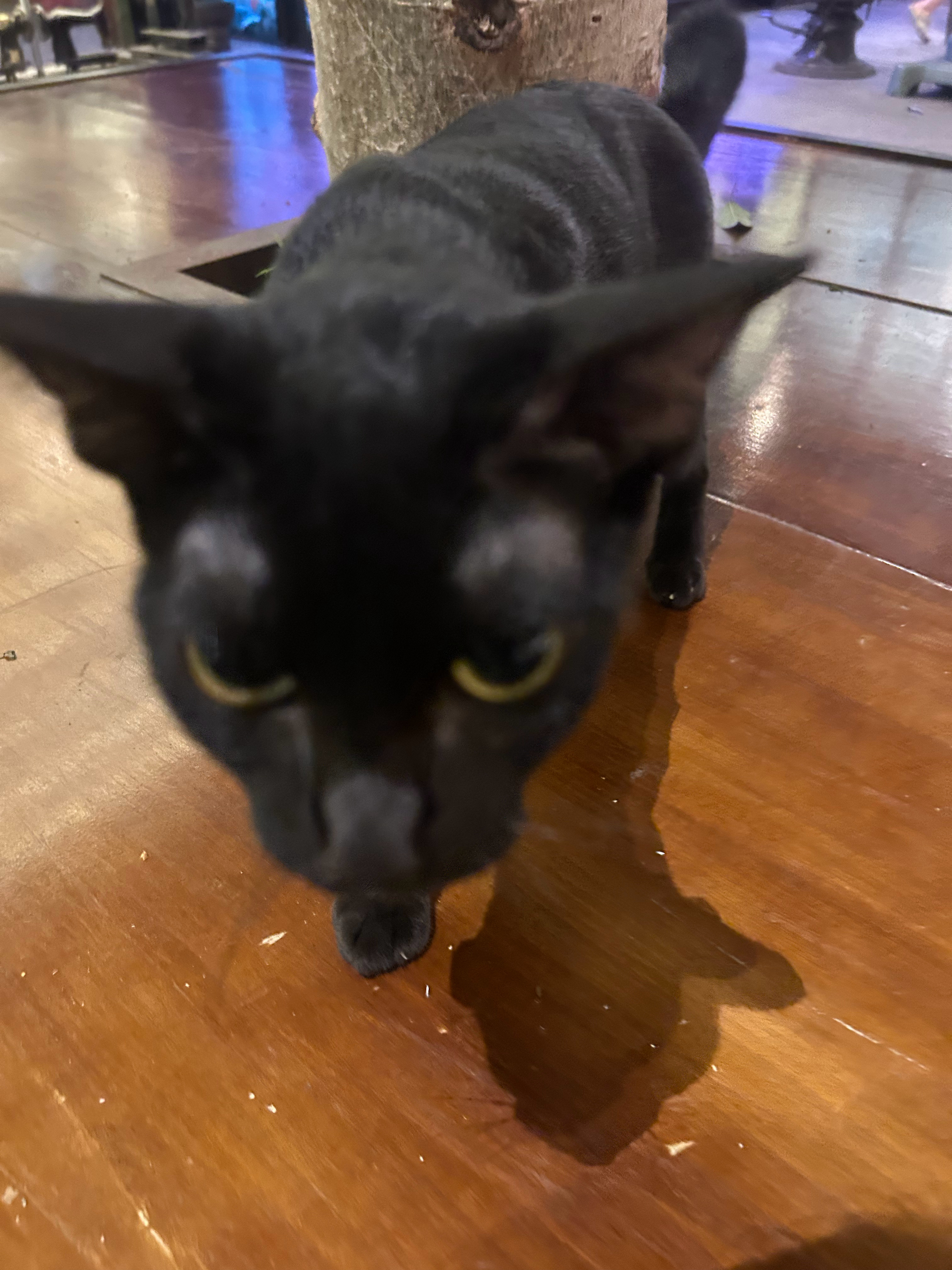 越南咖啡厅里的猫咪大头贴