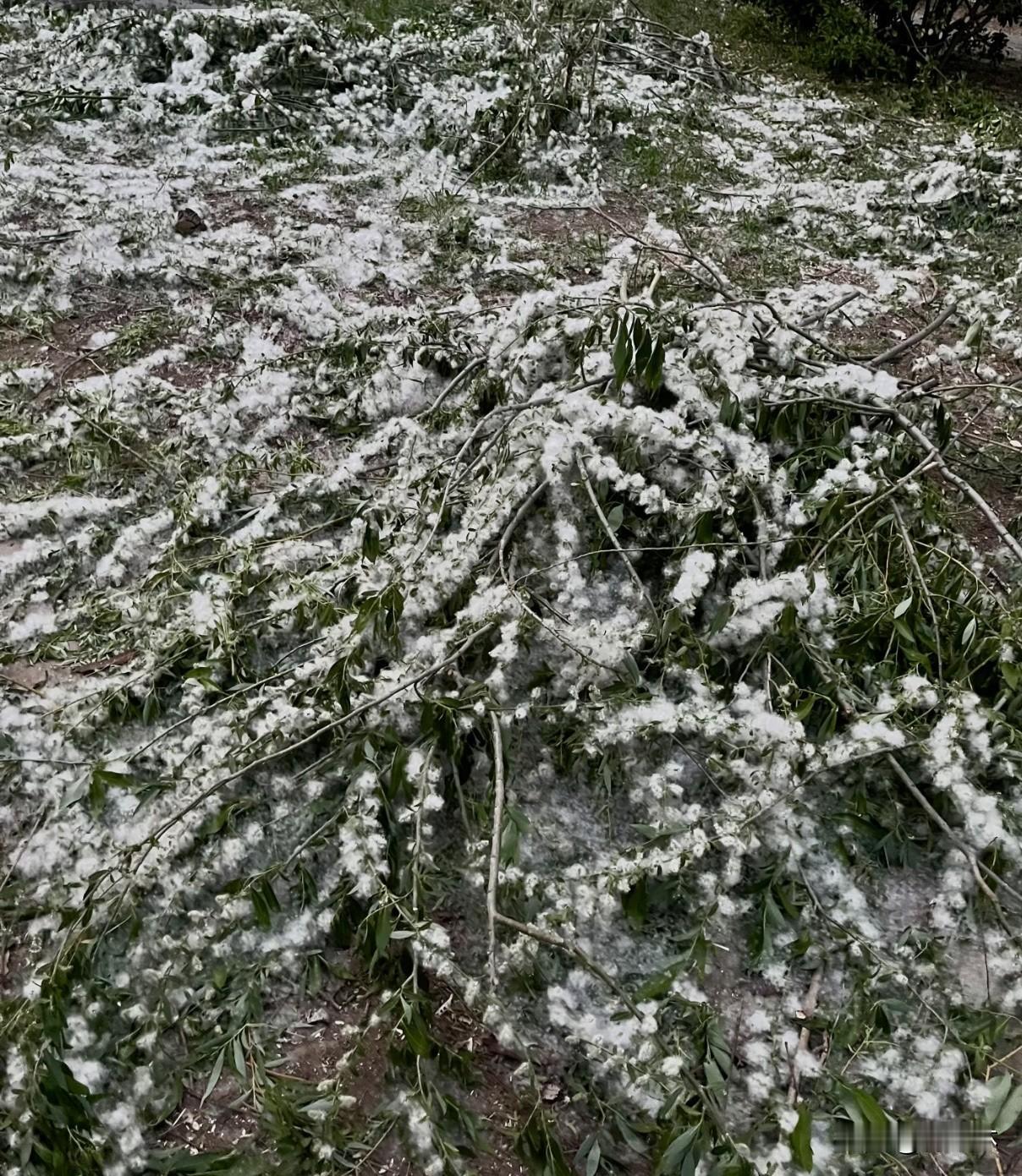 上下班的路上漫天杨絮确实特别烦人，我觉得清理可以先关好门窗，用湿拖把、湿抹布擦拭