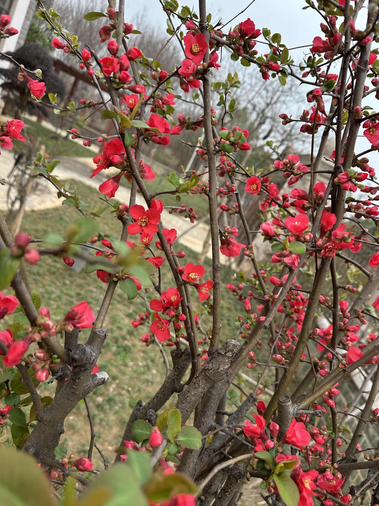 海棠花开，正是春光明媚时。