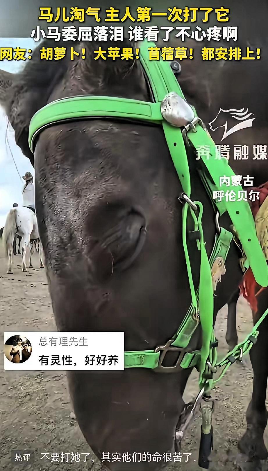 感动！内蒙古呼伦贝尔，一匹蒙古马被主人第一次轻轻教训后，站在原地眼泪大颗大颗往下